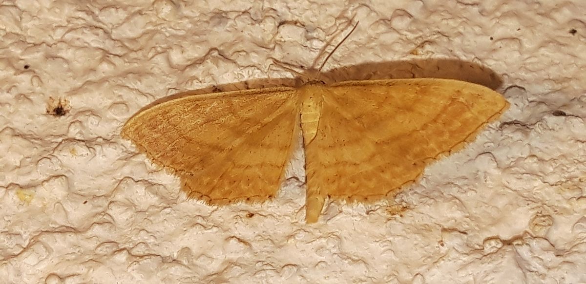 Idaea ochrata  - Michele Cento