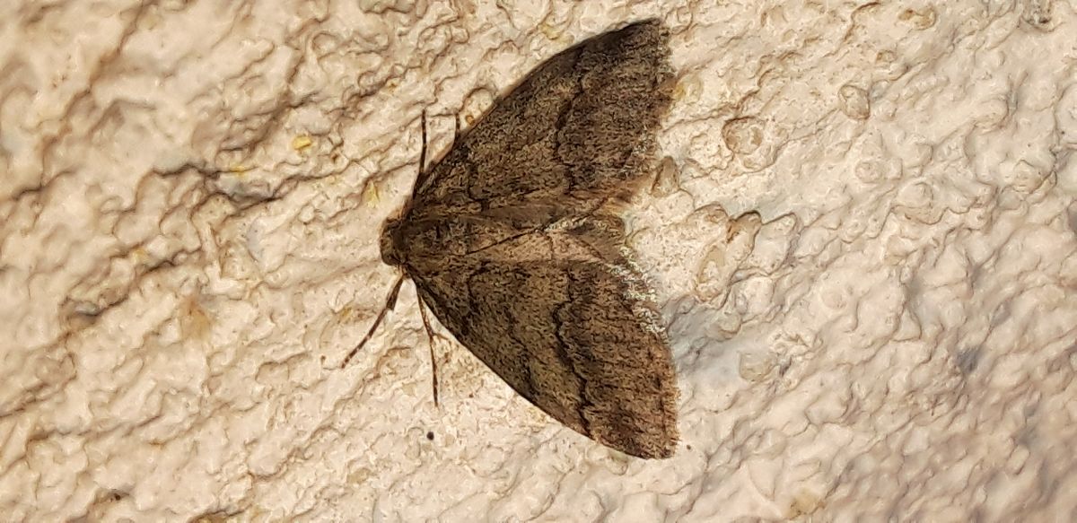 Tephronia codetaria  - Michele Cento