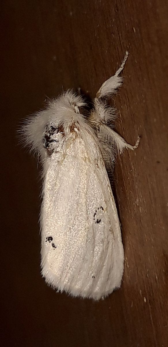 Euproctis chrysorrhoea  - Michele Cento