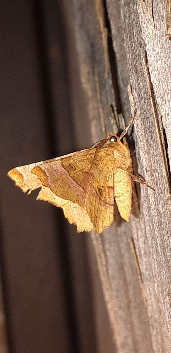 Selenia lunularia  - Michele Cento