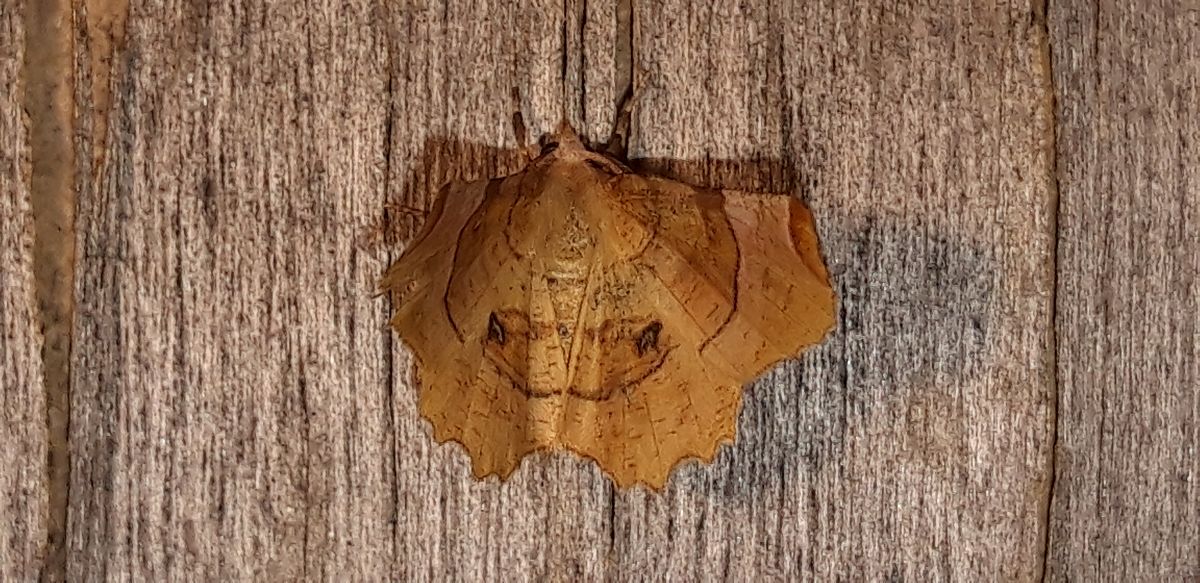 Selenia lunularia  - Michele Cento
