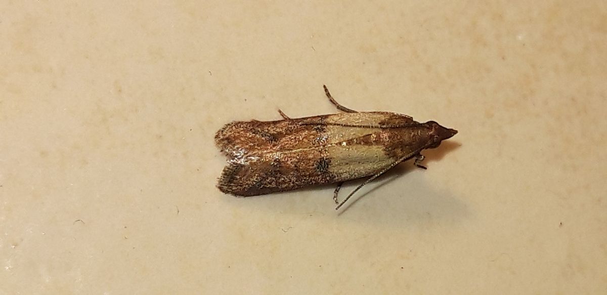 Plodia interpunctella  - Michele Cento