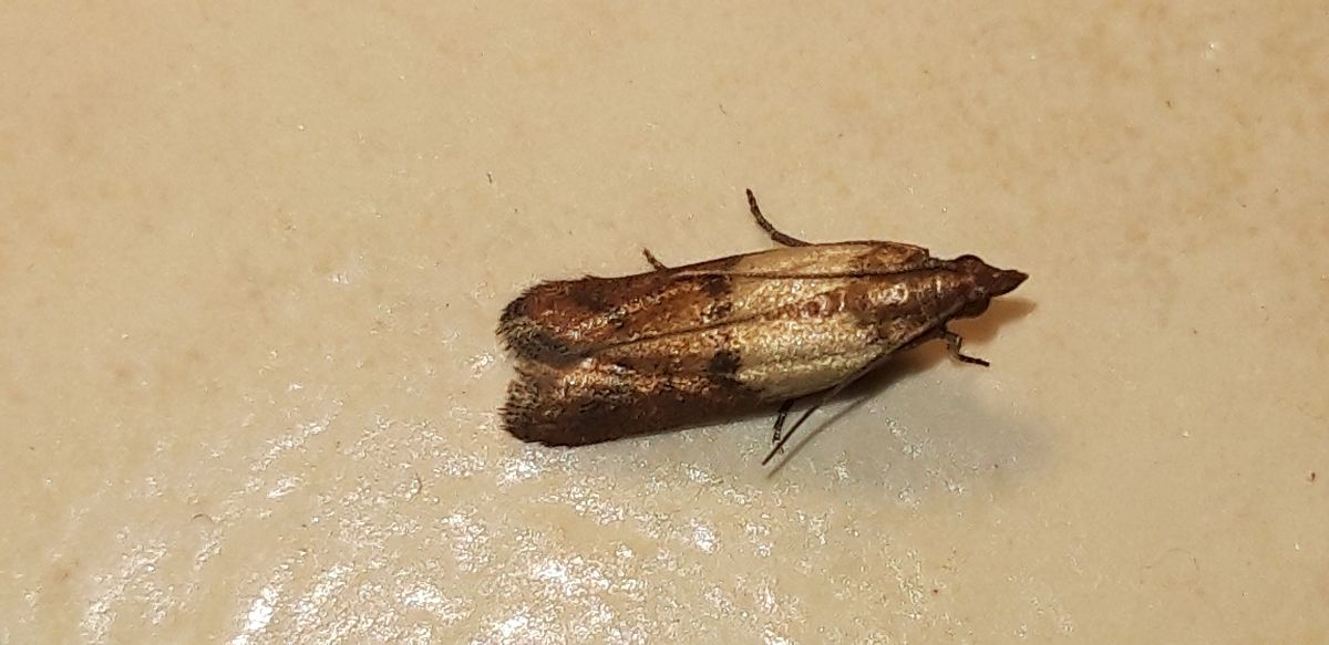 Plodia interpunctella  - Michele Cento