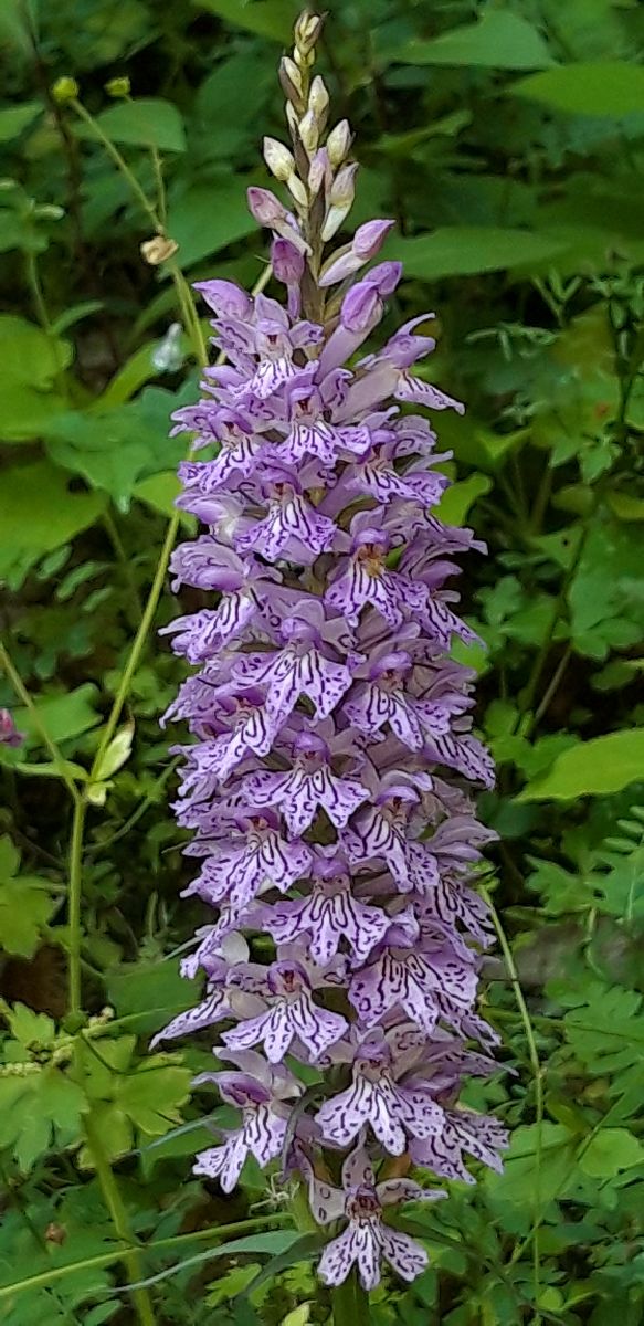Dactylorhiza maculata  - Michele Cento