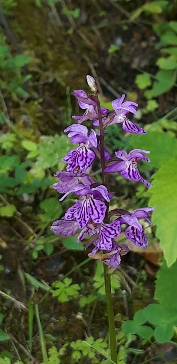 Dactylorhiza maculata  - Michele Cento