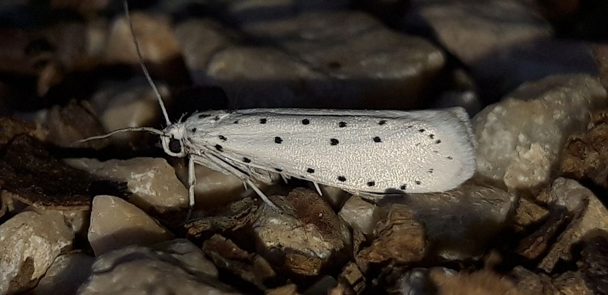 Yponomeuta sp.  - Michele Cento