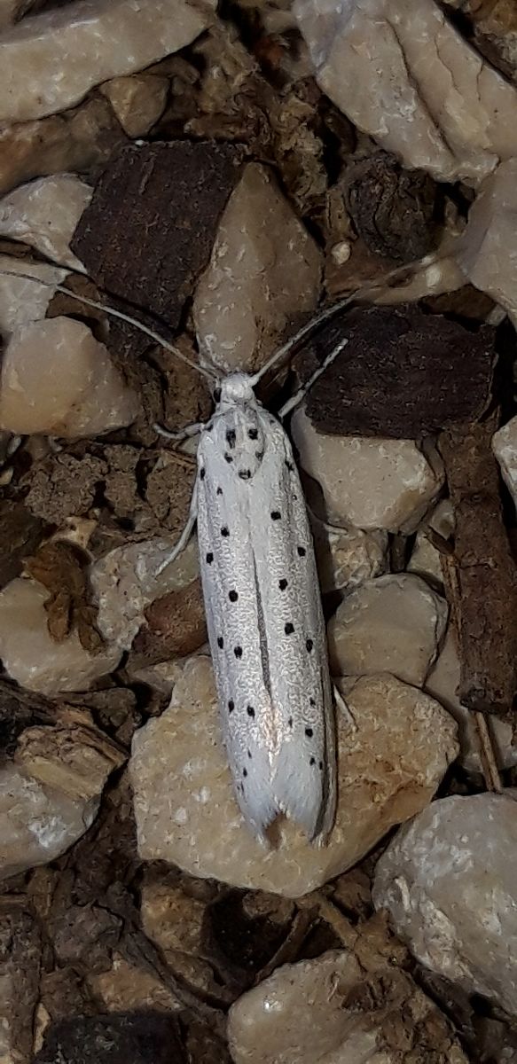 Yponomeuta sp.  - Michele Cento