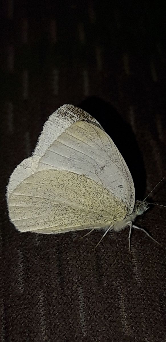 Pieris rapae  - Michele Cento