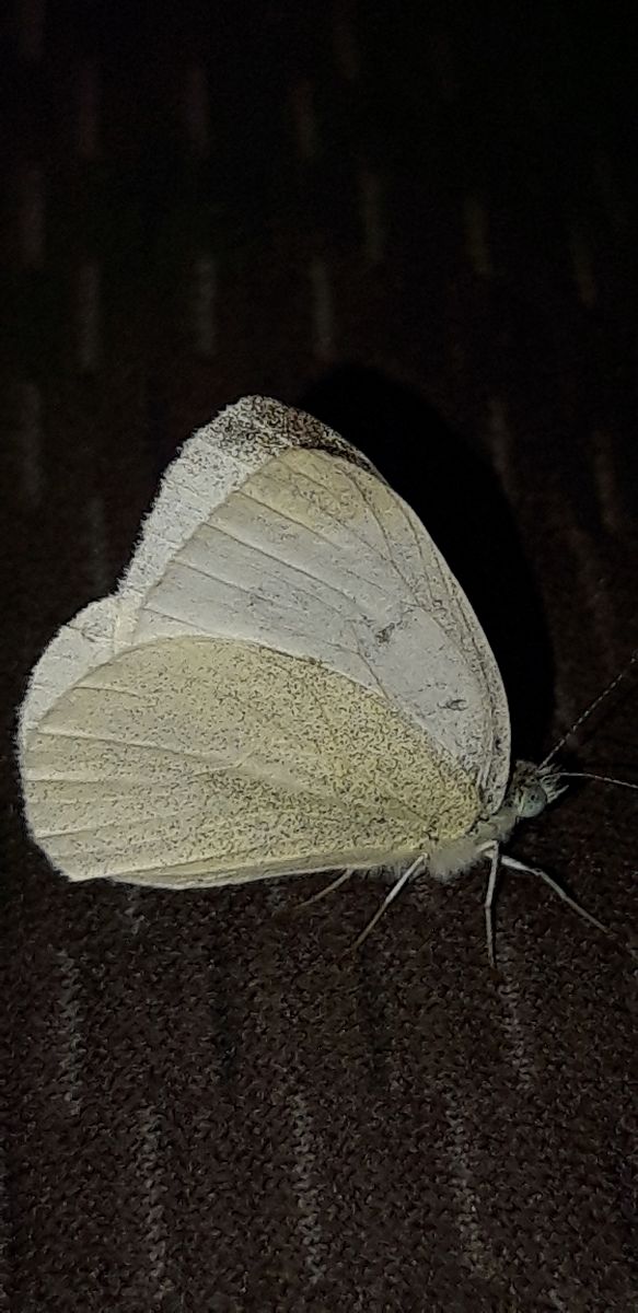 Pieris rapae  - Michele Cento