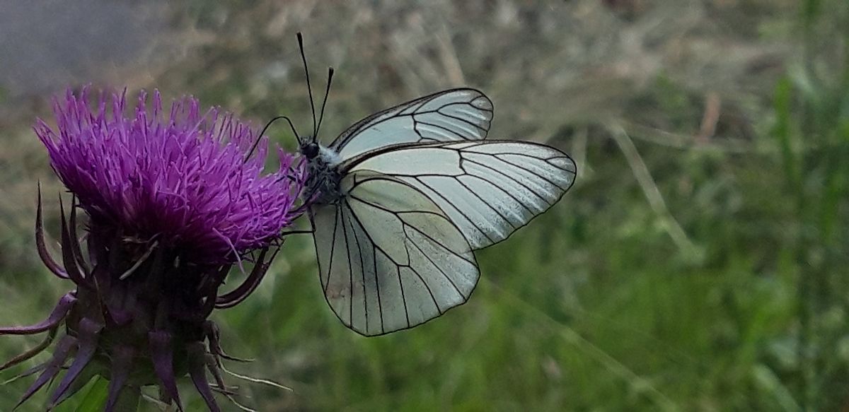 Aporia crataegi  - Michele Cento