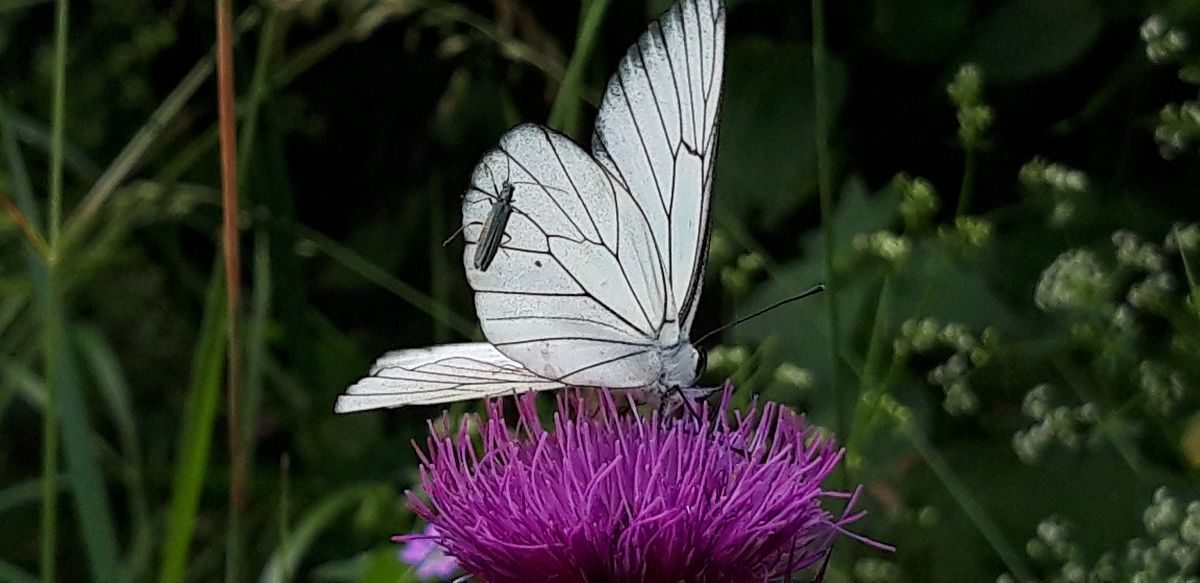 Aporia crataegi  - Michele Cento