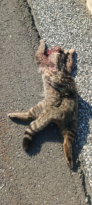 Gatto selvatico  - Gianluca Congi