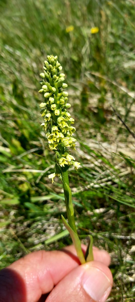 Pseudorchis albida  - Gerard Chassan