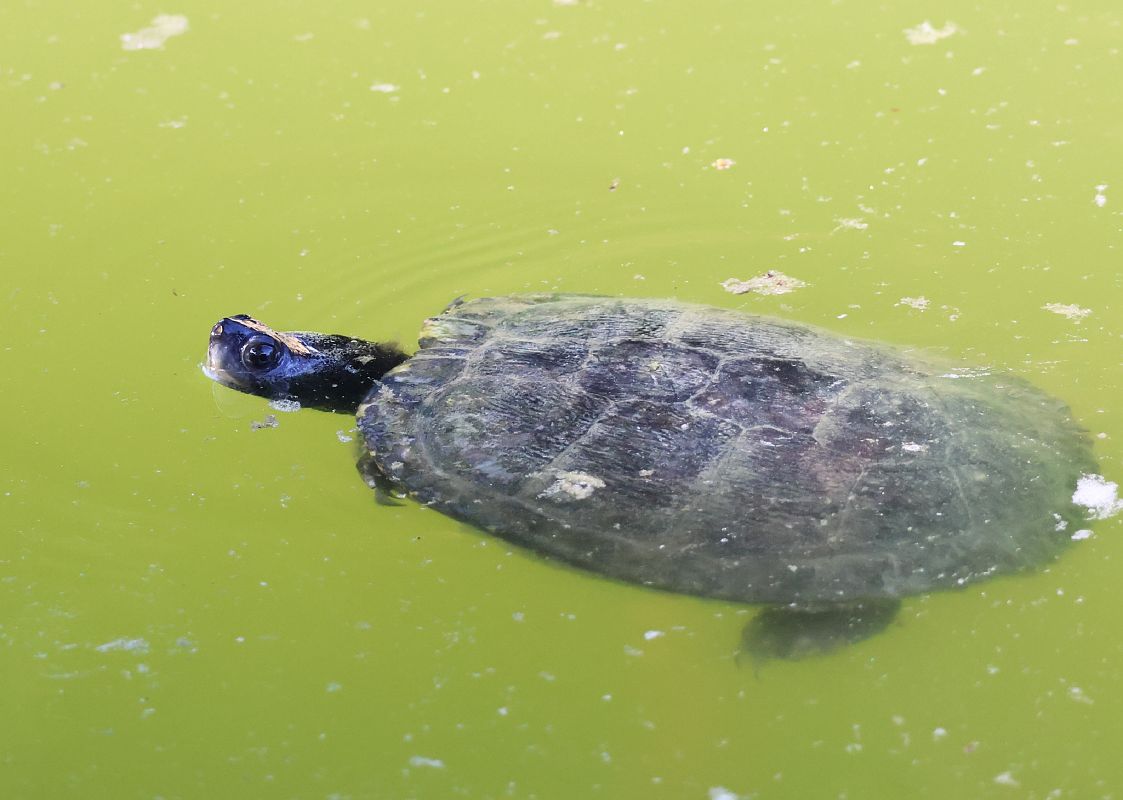 Tortuga d'aigua americana  - Toni Alonso Jardí