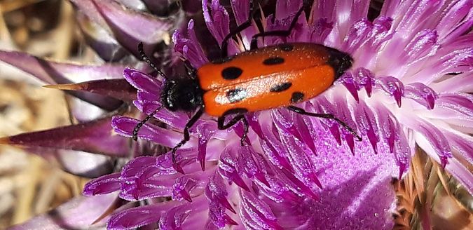 Mylabris quadripunctata  - Michele Cento
