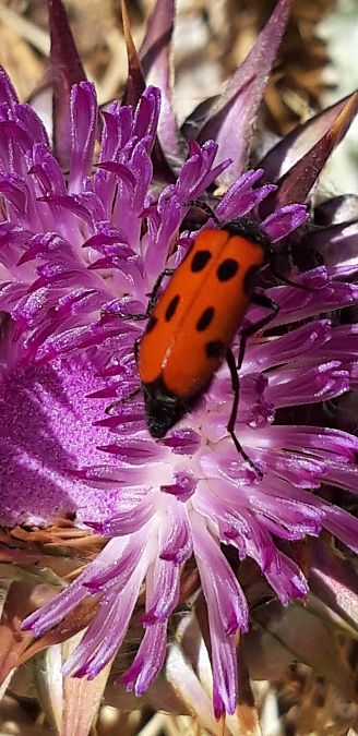 Mylabris quadripunctata  - Michele Cento