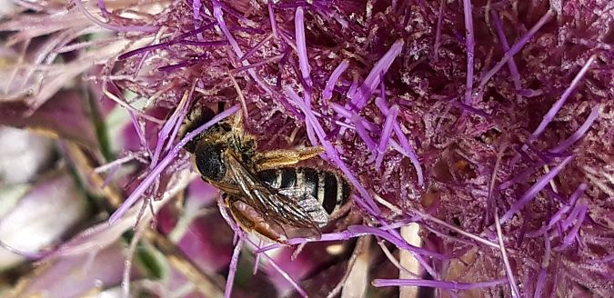 Halictus sp.  - Michele Cento