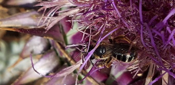 Halictus sp.  - Michele Cento