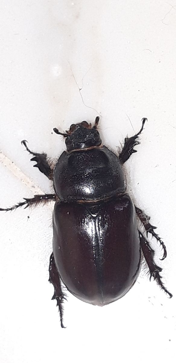 Oryctes nasicornis  - Michele Cento