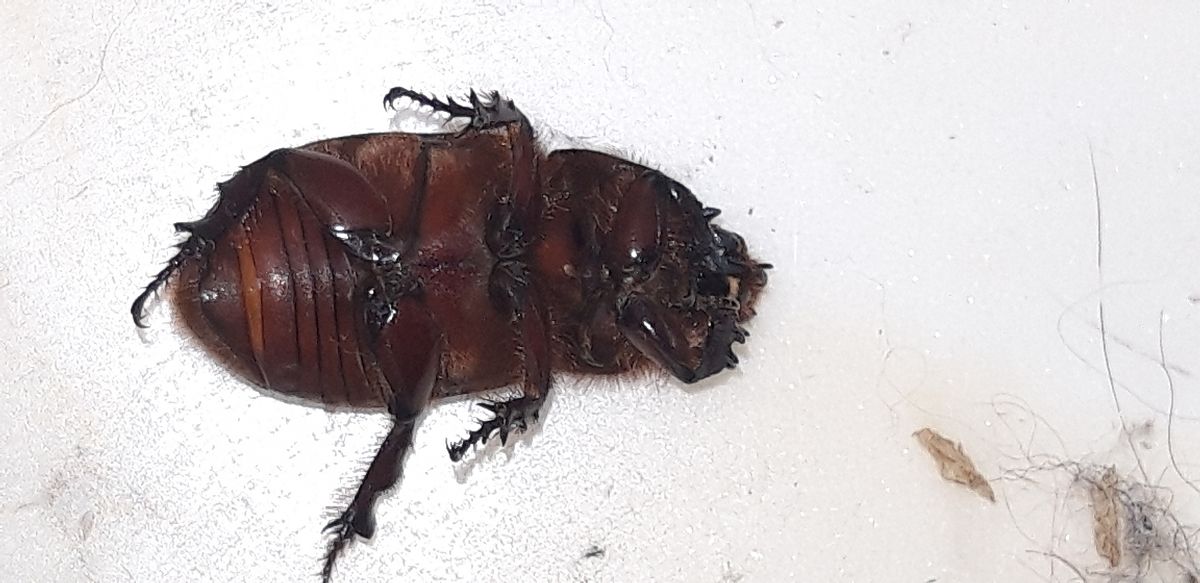 Oryctes nasicornis  - Michele Cento