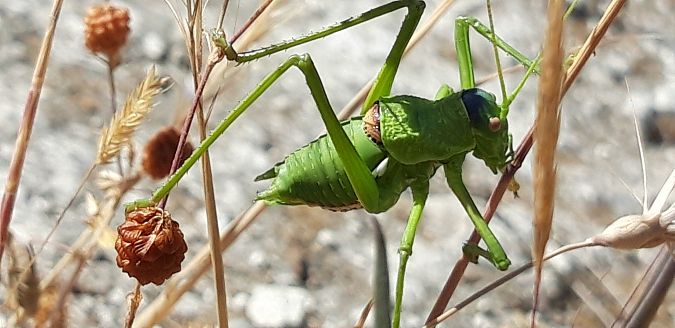 Uromenus (Bolivarius) elegans  - Michele Cento