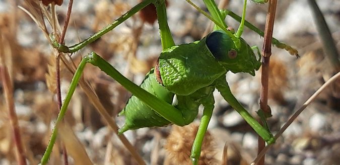 Uromenus (Bolivarius) elegans  - Michele Cento