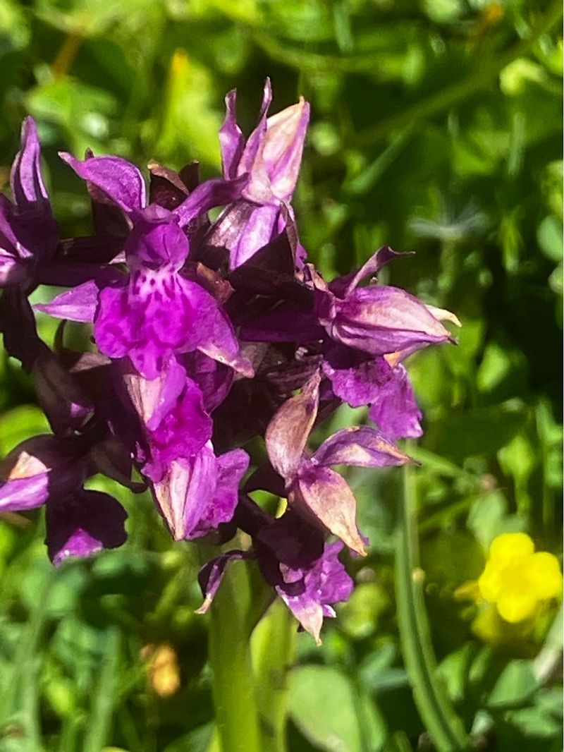 Dactylorhiza alpestris  - Cécile Soudry You