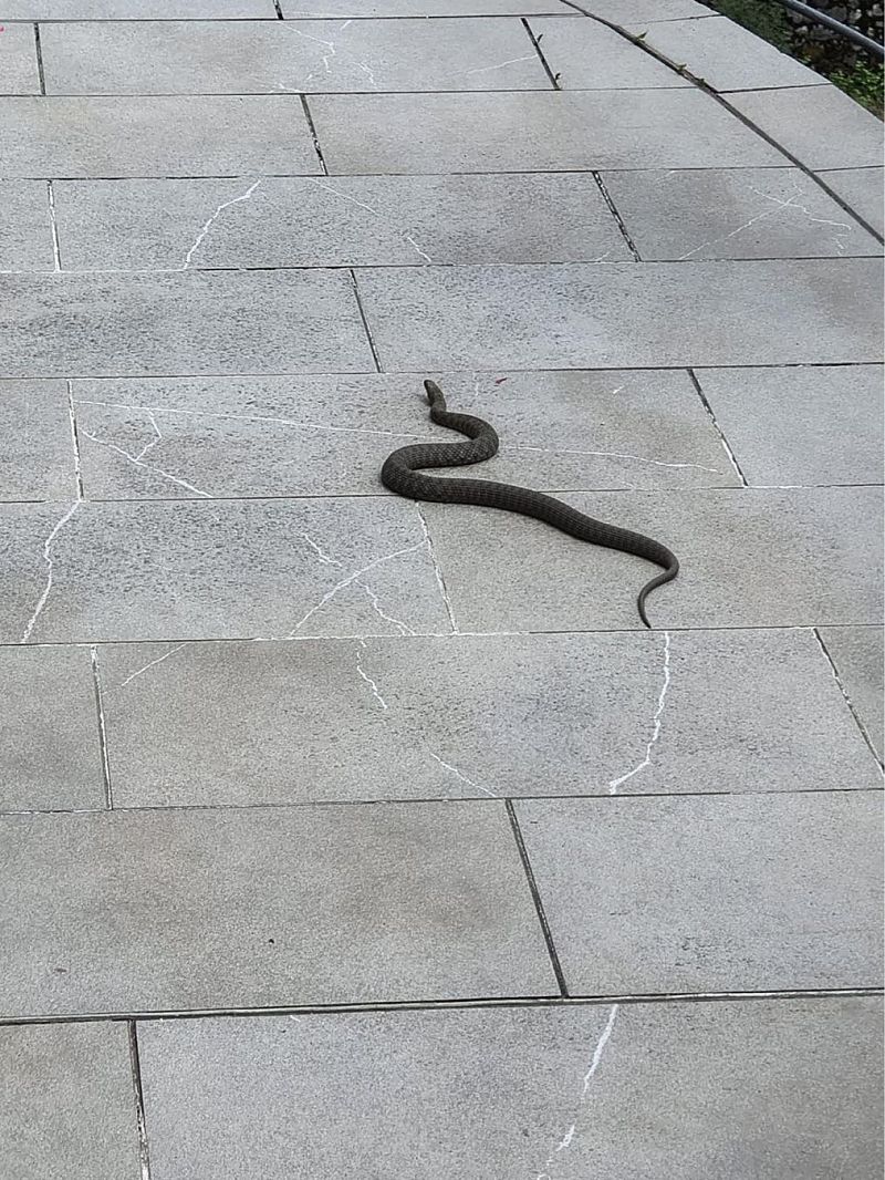 Natrice tessellata  - Lavinia Garibaldi (FVG)