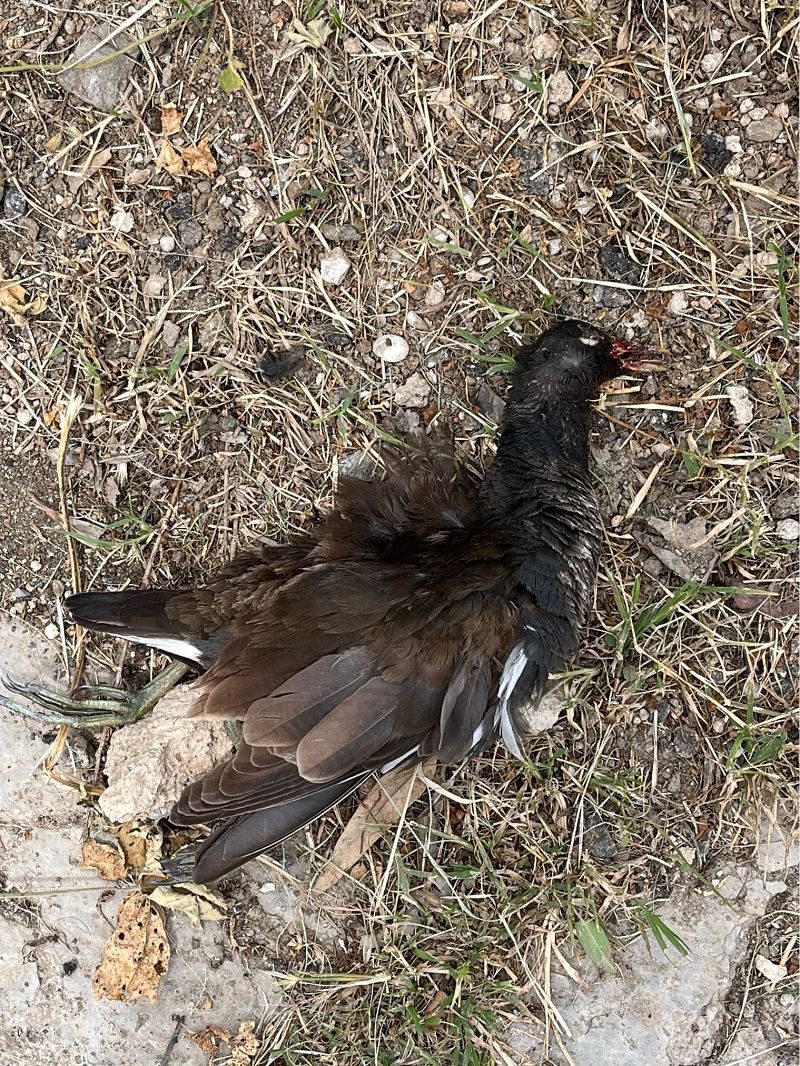 Gallinella d'acqua  - Alma de Angelis