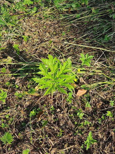 Heracleum mantegazzianum  - Ilaria Antoniutti (FVG)