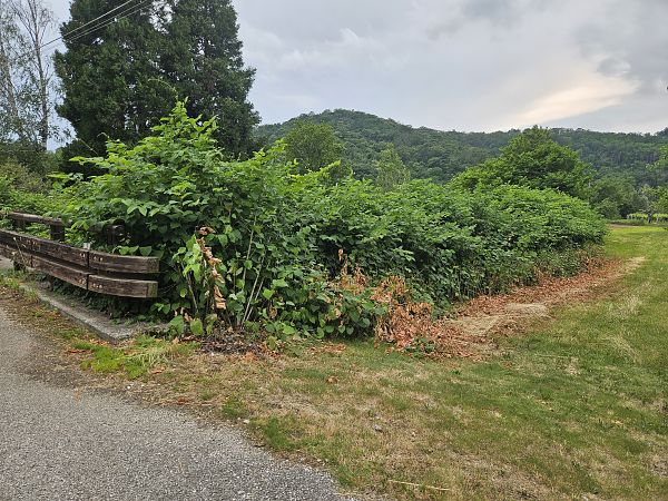 Fallopia japonica  - Elisa de Belli (FVG)