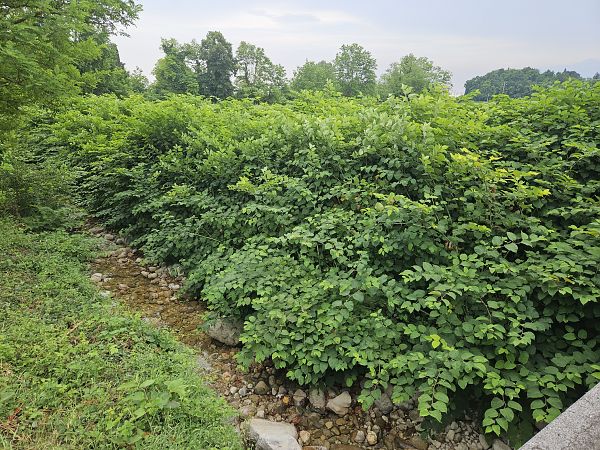 Fallopia japonica  - Elisa de Belli (FVG)