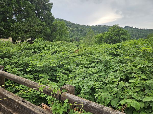Fallopia japonica  - Elisa de Belli (FVG)