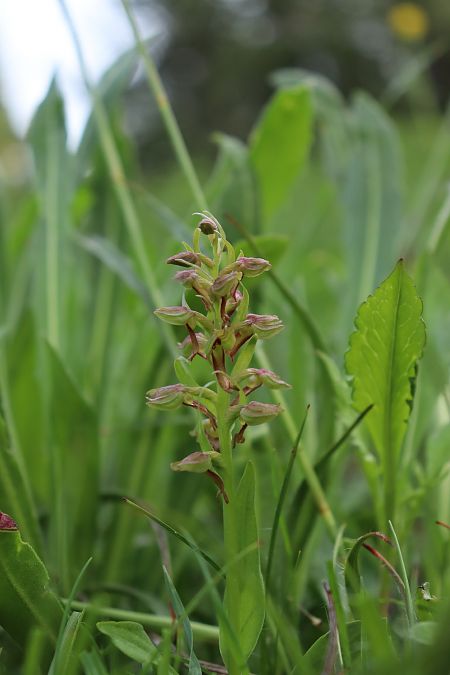 Dactylorhiza viridis  - Gerard Guillouard