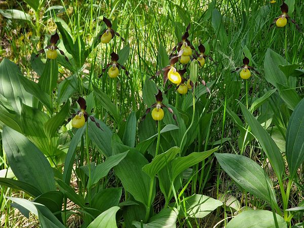 Cypripedium calceolus  - Diane Raibaut