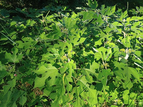 Broussonetia papyrifera  - Alexandra Cfr Mareschi (FVG)