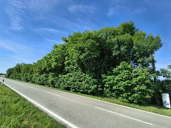 Broussonetia papyrifera  - Elena Cfr Buoro (FVG)