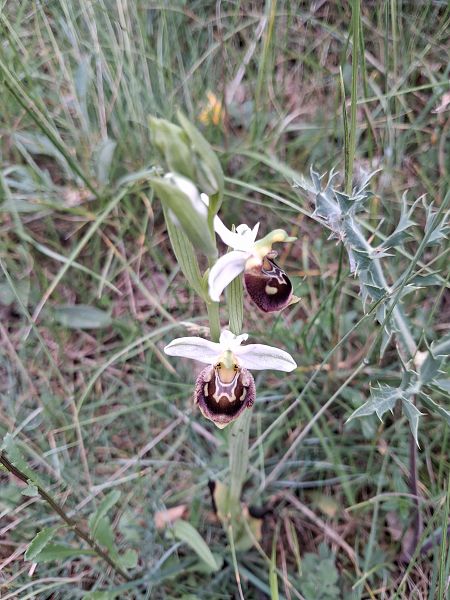 Ophrys truncata  - Robert Malrieu