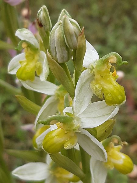 Ophrys apifera f. chlorantha  - Françoise Peyrissat