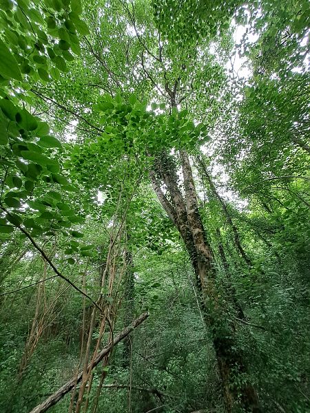Broussonetia papyrifera  - Gessica Picco (FVG)