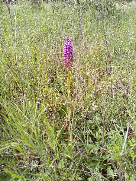 Anacamptis pyramidalis  - Thierry Deschatre