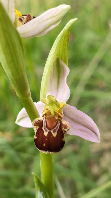 Ophrys apifera  - Enric Bringués