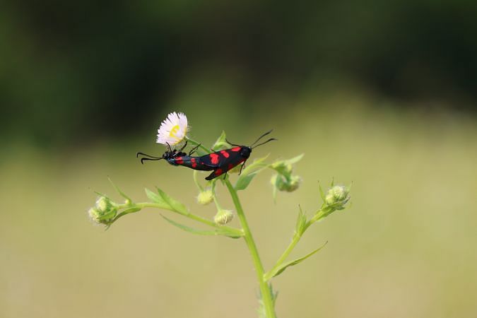 Zygaena filipendulae  - Lorenzo Lanzani