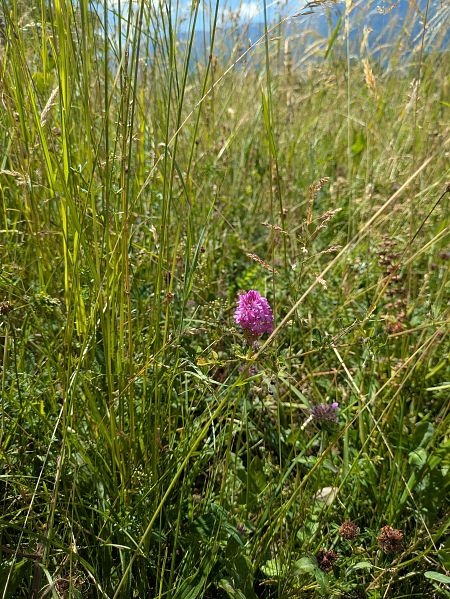 Anacamptis pyramidalis  - Eglantine Breton