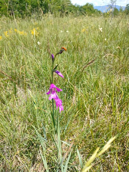 Gladiolus palustris  - Stefano Tolusso (FVG)