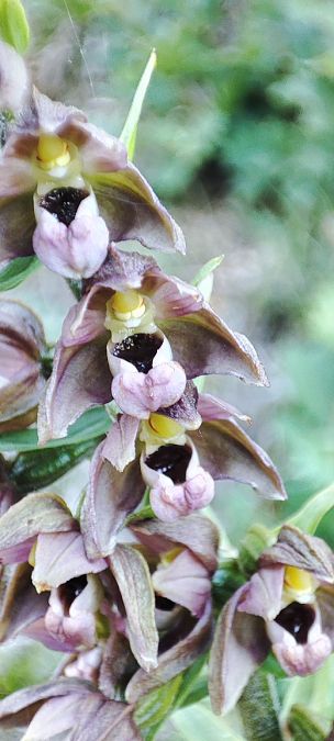Epipactis helleborine  - Lionel Thomas