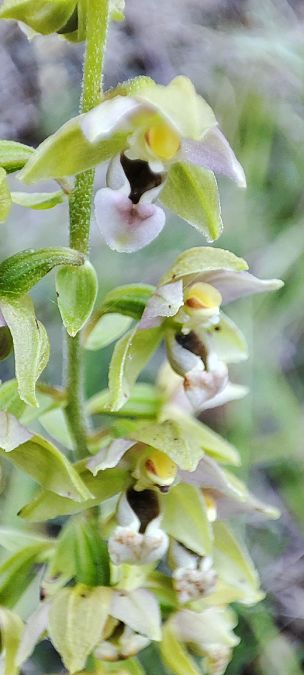 Epipactis helleborine  - Lionel Thomas