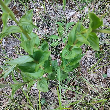Epipactis helleborine  - Lionel Thomas