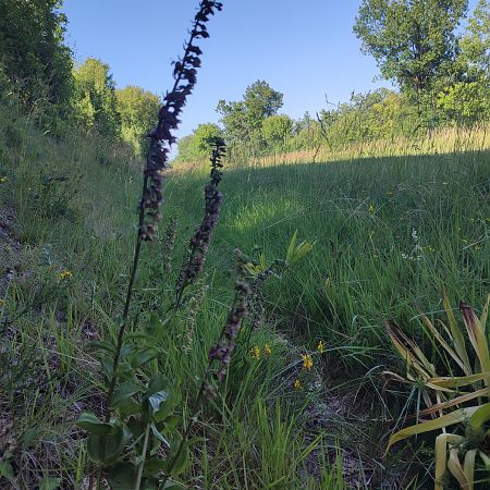 Epipactis helleborine  - Lionel Thomas