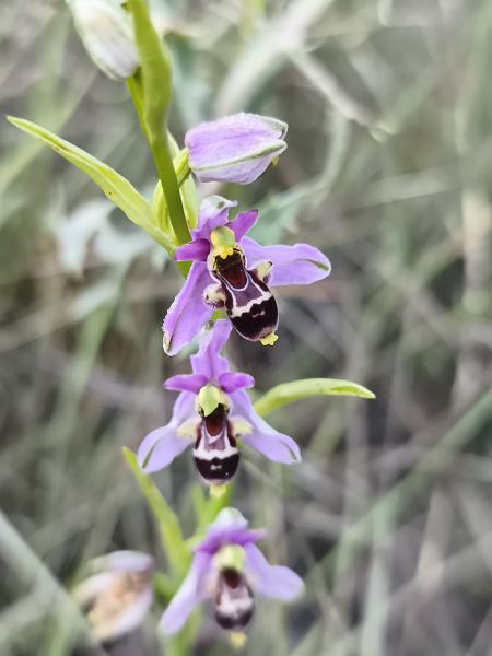 Ophrys santonica  - Richard Fay